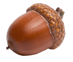 Acorn Png 9