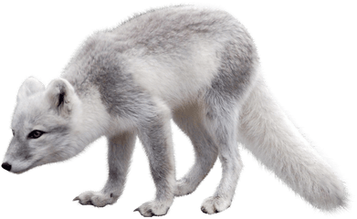 Download Arctic Snow Fox Png Image For Free - Arctic Fox Png