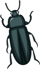 Mealworm Beetle Clipart - Beetle Clipart Png