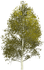 Birch Tree Png - Aspen Tree Png