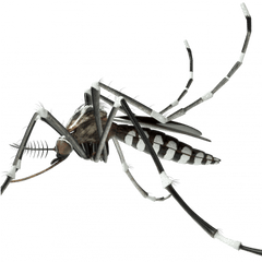 Controlling Mosquito Disease Vectors - Mosquitoes Vector Png