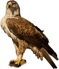 Golden Eagle Transparent Png Image - Golden Eagle