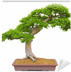 Bonsai Tree Wall Mural Pixers - Bonsai Tree Render Png