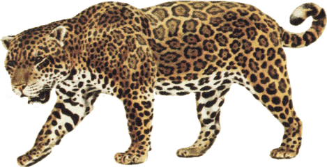 Jaguar Transparent Background - Jaguar Clip Art Png