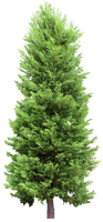 Fir-Tree Png Image