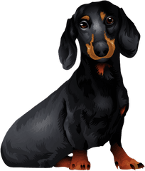 Tshirt - Dachshund Vector Png