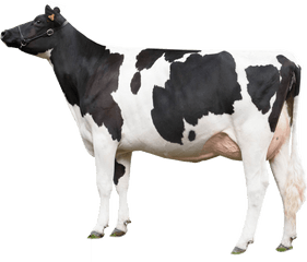 Cow Png Photo Background Emoji