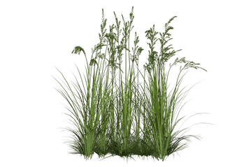 Wild Grass - Tall Grass Png