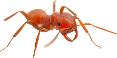 Ant Red Free Download PNG HQ