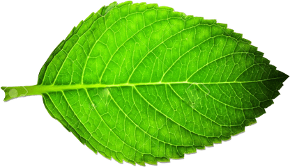 Green Leaves Png Clipart Background - Energy Absorbed From Leaf