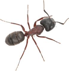 Ants - Insect Png