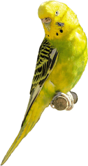 Parakeet Yellow Green Bird Parrot Pet - Parakeet Transparent Png