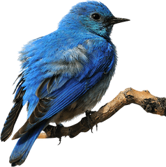 Eastern Bluebird Clip Art - Eastern Bluebird Transparent Background Png