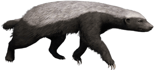 Honey Badger - Punxsutawney Phil Png