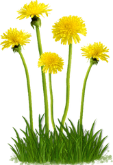 Dandelion Png Images - Dandelions Png