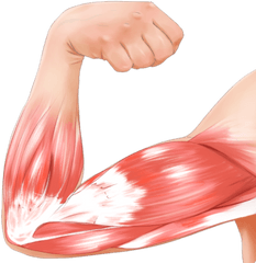 Download Hd Arm Muscle Pink Png - Arms Muscles Png