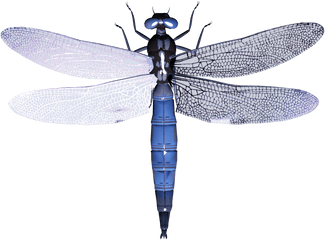 Download Free Png Dragonfly Images - Dragonfly Transparent Background