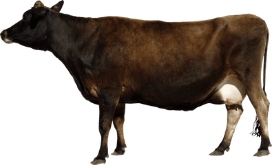 Download Cow Png Images Background - Indian Cow Png