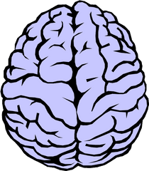 Vector Illustration Of The Human Brain - Clipart Brain Transparent Background Png