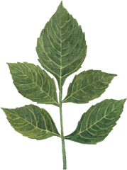 Dahlia Leaf By We Studio - Mint Leaf Png