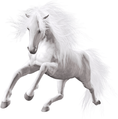 Transparent White Horse Art Png