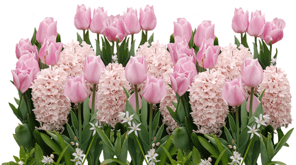 Spring Tulips Easter - Easter Clipart Spring Flowers Png