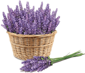 Download Free Purple Price Lavender - Lavender Png