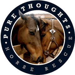 Horse Rescue Volunteer Loxahatchee Fl - Pure Thoughts Social Sciences University Of Ankara Png