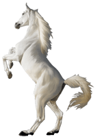 White Horse Png Image