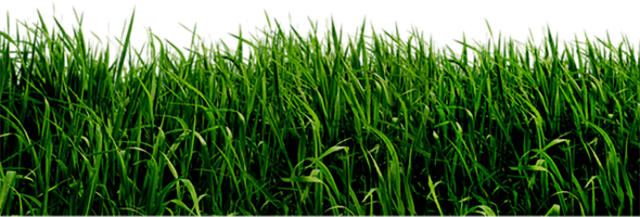 Field Grass Green Landscape PNG Free Photo