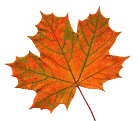 Maple Leaf Png Image - Transparent Background Maple Leaf Clipart