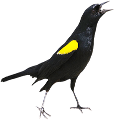 Bird Clip Art - Yellow Shouldered Blackbird Drawing Png