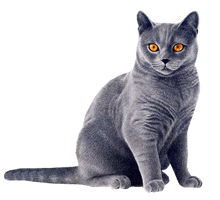 Cat Png 14