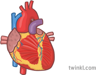 Human Heart Organ 1 Illustration - Illustration Png