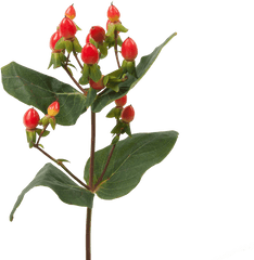 25 Fall Flowers To Brighten Up Your Season 2019 Update - Hypericum Png