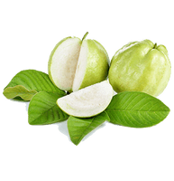 Photos Guava Free Clipart HD - Free PNG