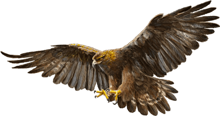 Bald Eagle Bird Golden - Golden Eagle Png