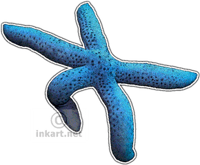 Download Blue Sea Star Decal - Starfish Png Image With No Drawing