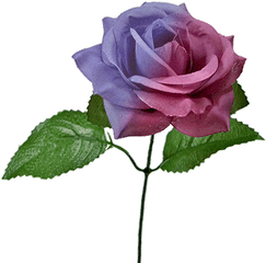 The Real Color Changing Flower By Jl Magic - Real Color Changing Flower Magic Png