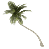 Coconut Tree Transparent Background - Free PNG