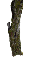 Photos Tree Branch Trunk Free Photo - Free PNG