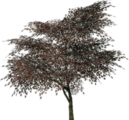 3d Trees - Portable Network Graphics Png