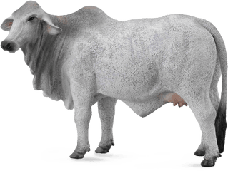 White Cow Png Image Background - Collecta Brahma Cow