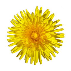 Dandelion Png Image - Yellow Dandelion Drawing
