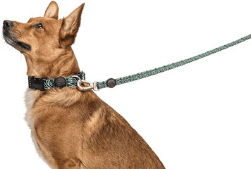 The Dog Leash That Expresses - Guard Dog Png