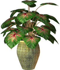 Flower Plants In Pot Png 1 Image - Houseplant