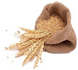 Barley Png Transparent Images - Transparent Background Wheat Germ Png