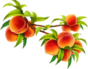 Hd Peach Fruit Png Image Free Download - Peach Branch