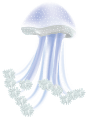 Download Hd Transparent Jellyfish Png - Transparent Jellyfish Images Png