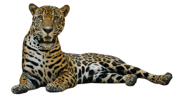 Jaguar Picture - Free PNG